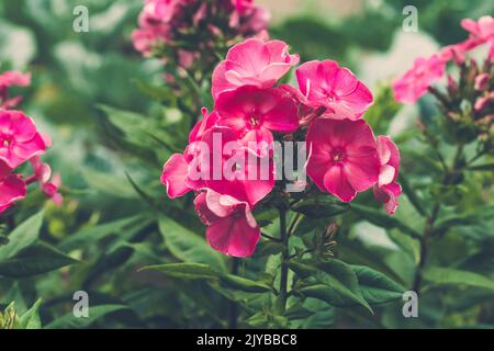 Busch von rosa Phlox paniculata blüht im grünen Garten. Botanisches Muster. Blühender Zweig im Freien. Weicher, unscharfer selektiver Fokus Stockfoto