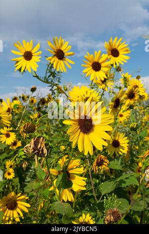 Dieses Foto einer Gruppe von Sonnenblumen (helianthus annuus) wurde 2022 in Eagle, Idaho, USA, aufgenommen. Stockfoto