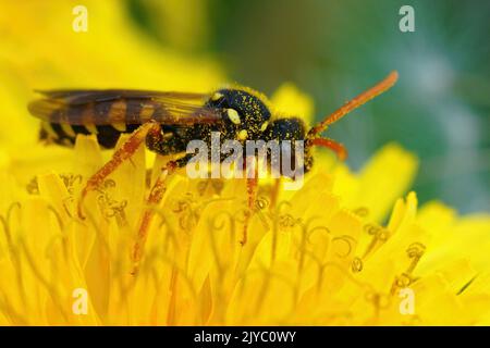 Nahaufnahme einer weiblichen Gooden's Nomad Bee, Nomada goodeniana, die in einer gelben, mit Pollen bedeckten Dandelionenblume sitzt Stockfoto