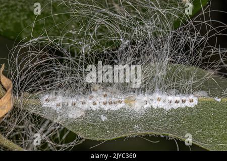 Kleine Weißfische Insekten der Familie Aleyrodidae Stockfoto