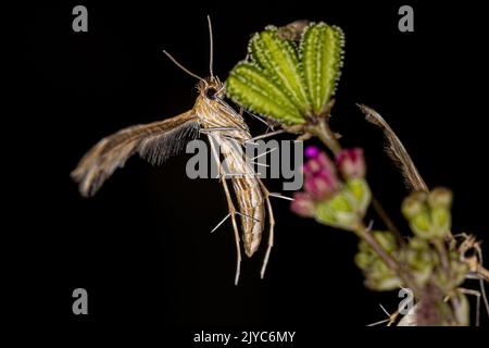 Erwachsene Plume Moth der Familie pterophoridae Stockfoto