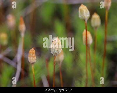 Nahaufnahme haariger brauner Mooskapseln, genannt Haarkappenmoos Polytrichum, in Beleg, Mokra Gora in Serbien Stockfoto
