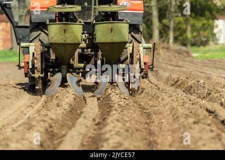 Kartoffeln in einem Arbeitsgang anrichten und aufhaufeln Stockfoto
