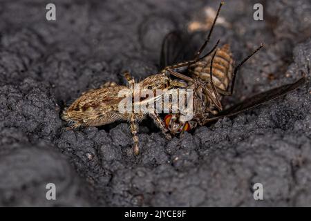 Kleine graue Wand springende Spinne der Art Menemerus bivittatus, die auf eine ausgewachsene Bienenfliege der Familie Bombyliidae preying Stockfoto