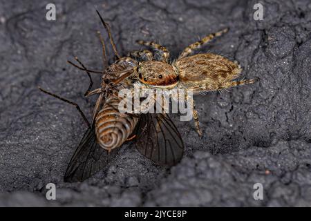 Kleine graue Wand springende Spinne der Art Menemerus bivittatus, die auf eine ausgewachsene Bienenfliege der Familie Bombyliidae preying Stockfoto