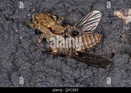 Kleine graue Wand springende Spinne der Art Menemerus bivittatus, die auf eine ausgewachsene Bienenfliege der Familie Bombyliidae preying Stockfoto