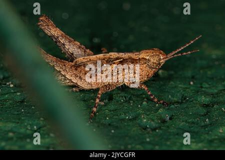 Stridulierende, schräg gesichtige Grasshopper-Nymphe der Gattung „Oshulella“ Stockfoto