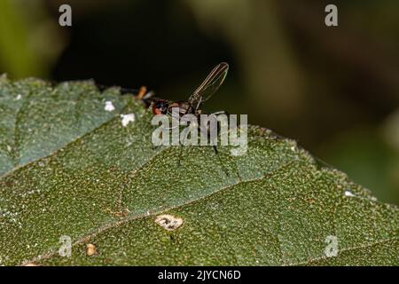 Erwachsene schwarze Schnitzelfliege der Familie Sepsidae Stockfoto