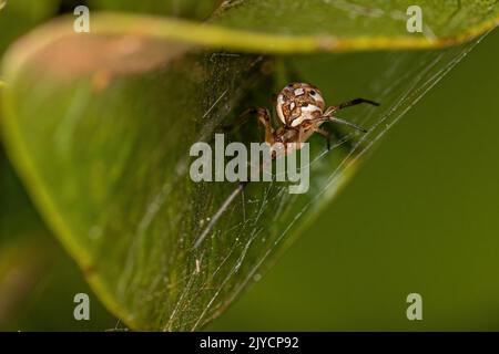 Kleine weibliche braune Widow-Spinne der Art Latrodectus geometricus Stockfoto