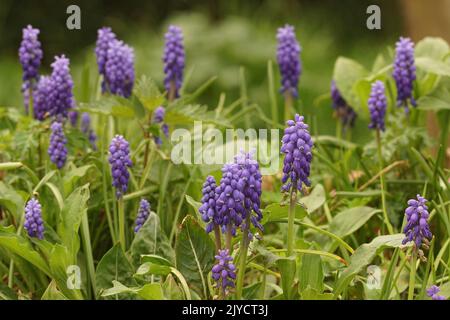 Bunte Landschaft Aggregation von lila blau blühenden gemeinsamen Traubenhyazinthe, Muscari Botryoides im Garten Stockfoto