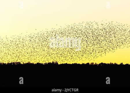 Große Schar von Dohlen in Silhouette fliegen am Abendhimmel über den Bäumen Stockfoto