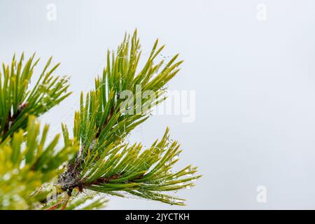 Kiefernzweig mit Morgenpelz in der Nadel Stockfoto