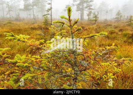 Fichte mit Tau in Spinnweben Stockfoto