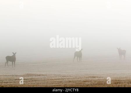Moose auf einem Stoppelfeld im Morgennebel Stockfoto