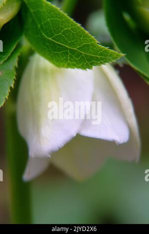 Die Weihnachtsblume (Helleborus) ist in Nahaufnahme dargestellt. Diese ungewöhnliche Blume blüht im Winter Stockfoto