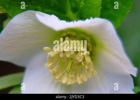 Die Weihnachtsblume (Helleborus) ist in Nahaufnahme dargestellt. Diese ungewöhnliche Blume blüht im Winter Stockfoto