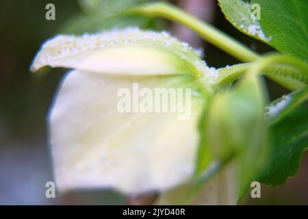 Die Weihnachtsblume (Helleborus) ist in Nahaufnahme dargestellt. Diese ungewöhnliche Blume blüht im Winter Stockfoto