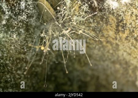 Verderb von Produkten. Fruchtschimmel. Ultramakro Stockfoto