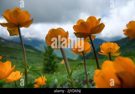 Attraktivität von üppigen Bergwiesen. Der Altai-Globeflower (Trollius altaicus, Trollius asiaticus) im Altai-Gebirge wächst auf subalpinen Wiesen. 220 Stockfoto