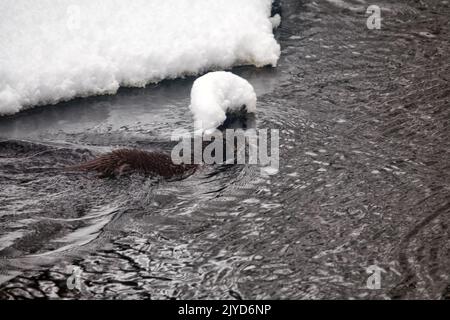 Ein junger Otter auf dem eiskalten nördlichen Fluss. Bevorzugt Flüsse mit Schwimmbädern, Wirbel, Stromschnellen, die im Winter nicht frieren. Im Winter verlassen Otter ihr fa Stockfoto