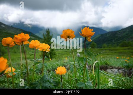 Attraktivität von üppigen Bergwiesen. Der Altai-Globeflower (Trollius altaicus, Trollius asiaticus) im Altai-Gebirge wächst auf subalpinen Wiesen. 220 Stockfoto