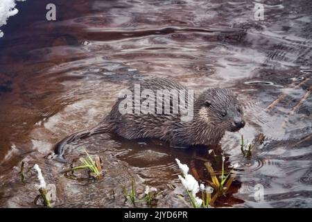 Junger Fischotter (Lufra vulgaris) am eiskalten nördlichen Fluss. Im Winter verlassen Otter das Territorium ihres Vaters (Alter 5-6 Monate). Das Tier befindet sich in einem Zustand der Verderbung Stockfoto