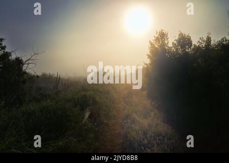 Ein kalter, nebliger Morgen mit einer nebligen aufgehenden Sonne und einer festgefahrenen Straße, die mit Gras, Gras und Spinnennetz im Tau überwuchert ist Stockfoto