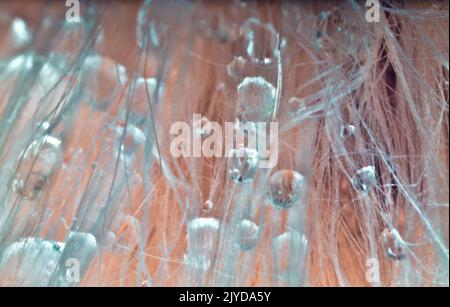 Regentropfen in Gemüsedown, Leinsamen down. Ultramakro Stockfoto