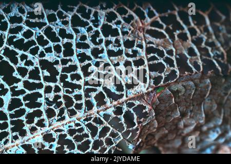 Phytoanatomie (Pflanzendesign). Totes Blatt: Lamina (Extremität). Mesophyll oder Parenchym verrotteten und ein Netz von Blattadern blieb erhalten. - Die Schönheit der toten Matte Stockfoto