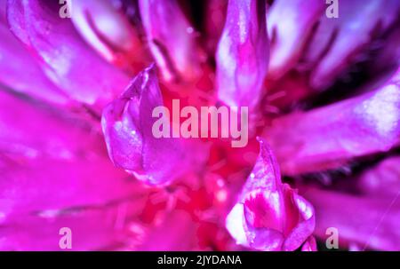 Breitblättrige Kleeblatt-Blüte (Trifolium pratense) ultramakrischer, zylindrischer Blütenstand-Kopf mit kleinen violetten nektariferen Blomen, gutes nahrhaftes fe Stockfoto