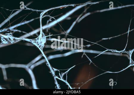 Trocken leblos verdrehte Äste sind mit Spinnweben verschlungen, Makro auf schwarzem Hintergrund. Eindruck von unangenehmem Aussehen: Tod und die seepulchrale Welt Stockfoto