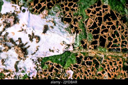 Phytoanatomie (Pflanzendesign) und Phytopathologie. Totes Blatt: Lamina (Extremität). Mesophyll oder Parenchym verrotteten und ein Netz von Blattadern blieb erhalten. Schimmelpilz Stockfoto