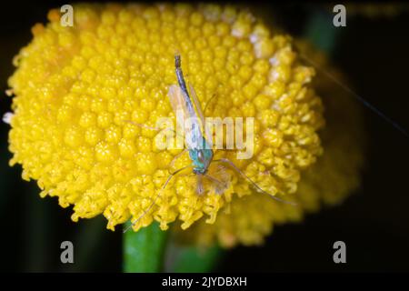 Gewöhnlicher Blütengans (Tanaceturn vulgare) blüht aus dem Blütenstand und Moskito. Ultramakro Stockfoto