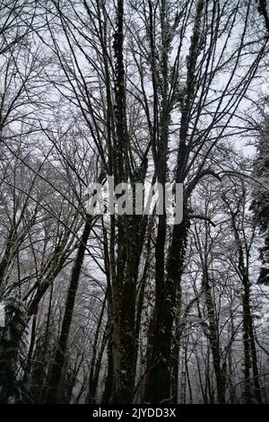 Der subtropische Wald ist mit Schnee bedeckt. Hainbuchen ist mit grünem Efeu bedeckt. Wetterkataklysmus, Klimaschwankungen Stockfoto