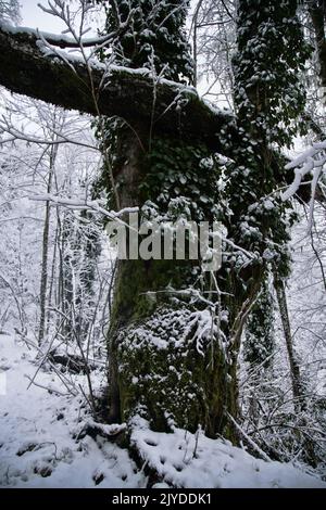 Der subtropische Wald ist mit Schnee bedeckt. Hainbuchen ist mit grünem Efeu bedeckt. Wetterkataklysmus, Klimaschwankungen Stockfoto