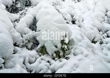 Schnee auf immergrünen Blättern. Rhododendron im Winter. Der subtropische Wald nach starkem Schneefall. - Wetterkataklysma Stockfoto