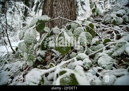 Der subtropische Wald ist mit Schnee bedeckt. Hainbuchen Wald, Liane. Wetterkataklysmus, Klimaschwankungen Stockfoto