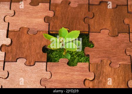 Junge Pflanze wächst anstelle eines fehlenden Puzzleteiles aus Holz Stockfoto