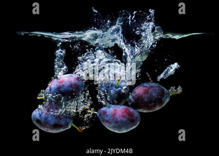 Ein Haufen purpurner Pflaumen fiel ins Wasser mit Spritzern isoliert auf schwarzem Hintergrund. Stockfoto