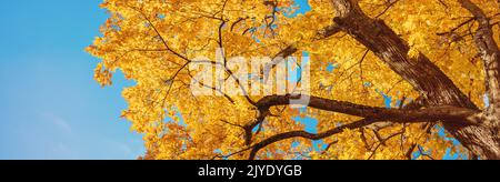 Blick auf den herbstlichen Baum im Naturpark. Stockfoto