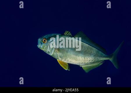 Junge Großamberjack, Seriola dumerili, Carangidae, Tor Paterno Meeresschutzgebiet, Rom, Latium, Italien, Europa Stockfoto