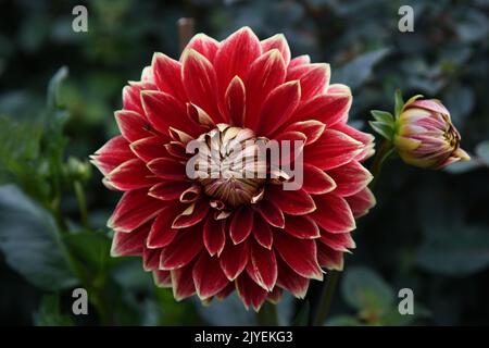 Rote Dahlien Stockfoto