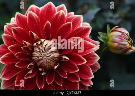 Rote Dahlien Stockfoto