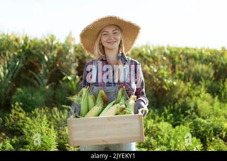 Mais. Junge Bäuerin lächelt und erntet Mais. Eine schöne Frau auf dem Hintergrund des Feldes hält die Maiskolben. Landwirtschaft und Stockfoto