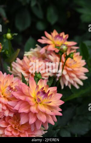 Dahlia Melody Dora Stockfoto