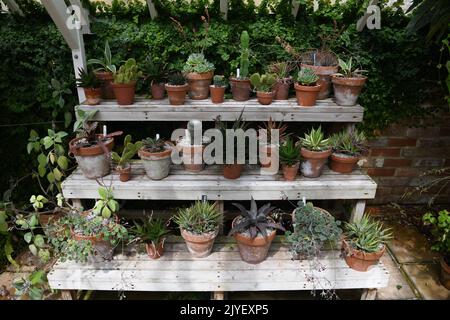 Kakteen im Garten Stockfoto