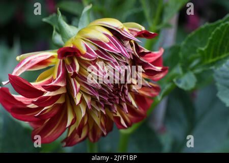 Dahlien blühen Stockfoto