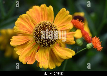 Helenium Stockfoto