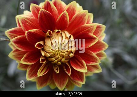 Dahlien blühen Stockfoto