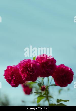 Schöne rote Rosenblüten auf einem Rosenbusch im Garten am Morgen gegen einen klaren blauen Himmel im Sommer. Speicherplatz kopieren. Ansicht von unten. Stockfoto